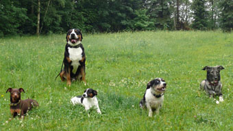 Gruppe-1